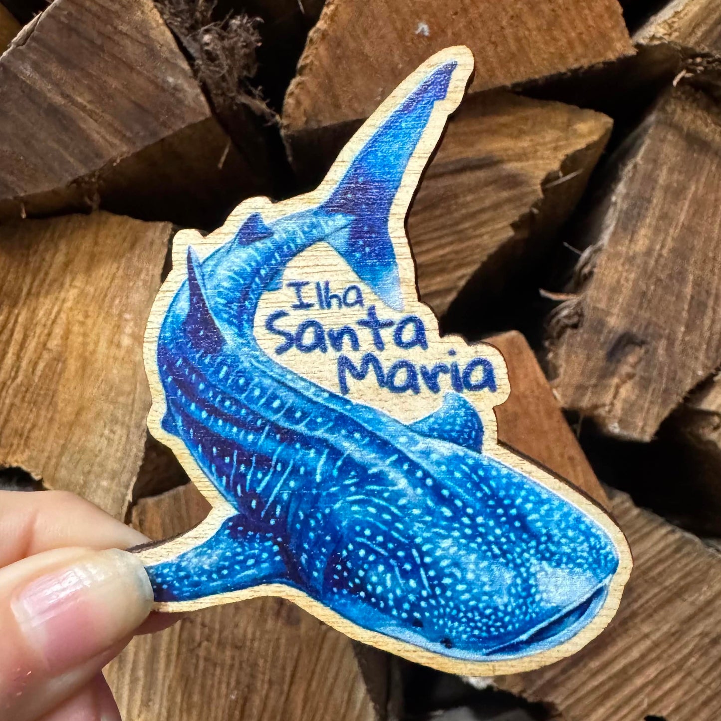 Íman em Madeira – Tubarão-Baleia “Ilha Santa Maria”