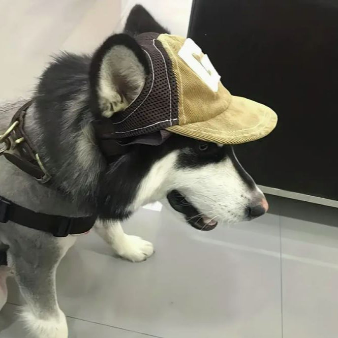 Chapéu para Cão Basebol G